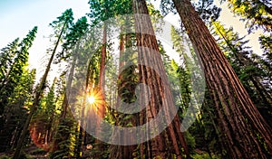 Sunrise in the Sequoia Forest, Yosemite National Park,