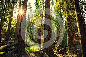 Sunrise in the Sequoia Forest, Yosemite National Park,