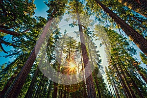 Sunrise in the Sequoia Forest, Yosemite National Park,