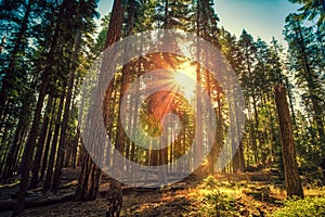 Sunrise in the Sequoia Forest, Yosemite National Park,