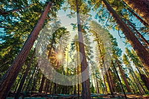 Sunrise in the Sequoia Forest, Yosemite National Park,