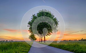 Sunrise Serenity on a Rural Path: Vibrant Dawn with Majestic Trees