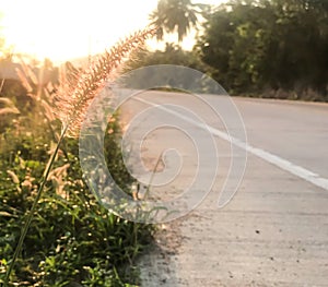 The sunrise shines on flower  grass, road beside