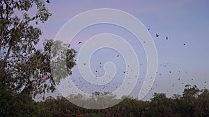 sunrise shot of bats flying at katherine gorge