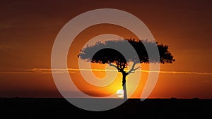 Sunrise Silhouette of Acacia Tree on Safari