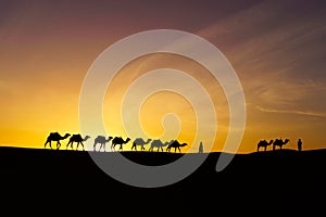 Sunrise silhouette of camels and handler, Merzouga