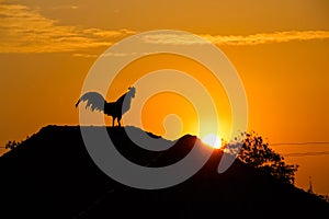 Sunrise and silhouette of ooster crowing tree and roof home on morning orange gold sky background