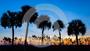 Sunrise with silhouetted palm trees at Payne`s Prairie photo