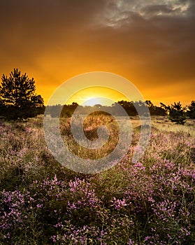 Sunrise and a small field of heather