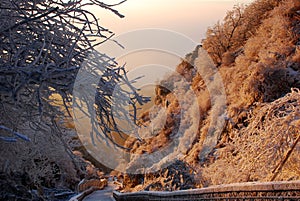 Sunrise with snow cover pine