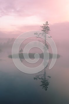 Before the sunrise - soft light,  misty morning, one pine, one lake marsh. Morning width soft light in bog in Estonia.