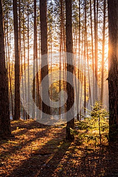 Sunrise in the spring pine forest. Sunbeams shining through the haze between pine trunk