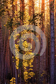 Sunrise in the spring pine forest. Sunbeams shining through the haze between pine trunk