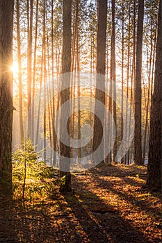 Sunrise in the spring pine forest. Sunbeams shining through the haze between pine trunk