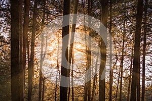 Sunrise in the spring pine forest. Sunbeams shining through the haze between pine trunk