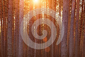 Sunrise in the spring pine forest. Sunbeams shining through the haze between pine trunk