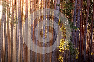 Sunrise in the spring pine forest. Sunbeams shining through the haze between pine trunk