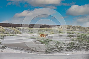 Sunrise stormy dune landscape with wind-blown sand dunes with curved marram grass and Malinois