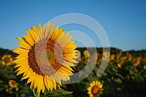 The sunrise strikes a sunflower in a field in summer