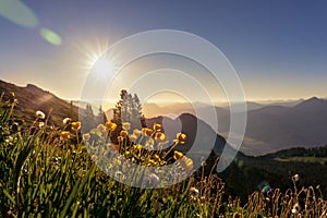 Sunrise summer tyrol alms view with little yellow buttercup Ranunculus acris flowers hills and mountains