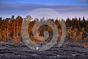 Sunrise sun light on the grouse lek. Wild Finland. Black Grouse, Lyrurus tetrix, lekking nice black bird with red cap in marshland