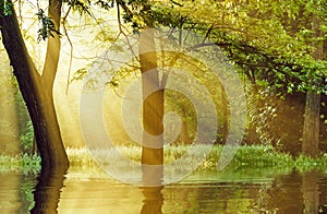 Sunrise sun rays filter through the trees in the forest the reflect on a lake