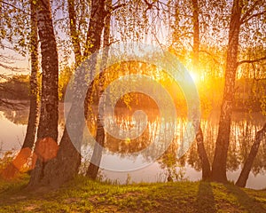 Sunrise or sunset among birches with young leaves near a pond