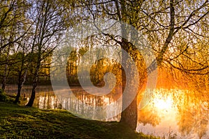 Sunrise or sunset among birches with young leaves near a pond