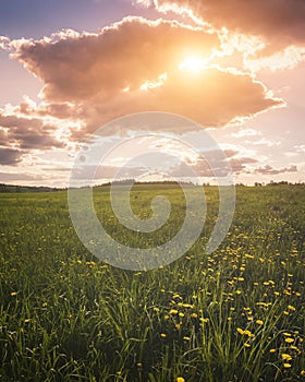 Sunrise or sunset on a field covered with young green grass and yellow flowering dandelions with a cloudy sky background