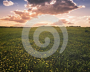 Sunrise or sunset on a field covered with young green grass and yellow flowering dandelions with a cloudy sky background