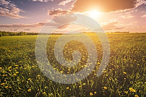 Sunrise or sunset on a field covered with young green grass and yellow flowering dandelions with a cloudy sky background