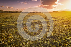 Sunrise or sunset on a field covered with young green grass and yellow flowering dandelions with a cloudy sky background