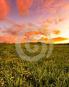 Sunrise or sunset on a field covered with young green grass and yellow flowering dandelions in springtime