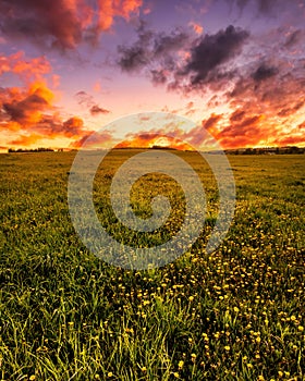 Sunrise or sunset on a field covered with young green grass and yellow flowering dandelions in springtime