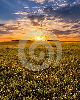 Sunrise or sunset on a field covered with young green grass and yellow flowering dandelions in springtime