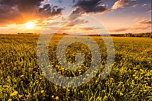 Sunrise or sunset on a field covered with young green grass and yellow flowering dandelions in springtime