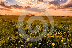 Sunrise or sunset on a field covered with young green grass and yellow flowering dandelions in springtime