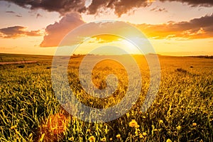 Sunrise or sunset on a field covered with young green grass and yellow flowering dandelions in springtime