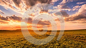 Sunrise or sunset on a field covered with young green grass and yellow flowering dandelions in springtime