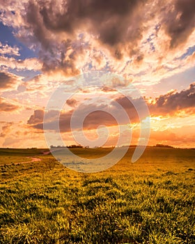 Sunrise or sunset on a field covered with young green grass and yellow flowering dandelions in springtime