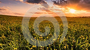 Sunrise or sunset on a field covered with young green grass and yellow flowering dandelions in springtime