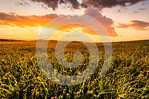 Sunrise or sunset on a field covered with young green grass and yellow flowering dandelions in springtime