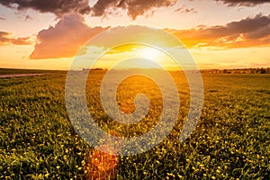 Sunrise or sunset on a field covered with young green grass and yellow flowering dandelions in springtime