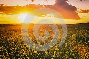 Sunrise or sunset on a field covered with young green grass and yellow flowering dandelions in springtime. Vintage film