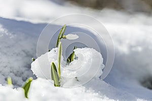 Sunrise sunset light on the white tender snowdrops covered snow in the spring forest. Beautiful spring background with copy space