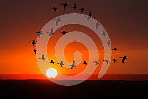 Alba tramonto, birdwatching 