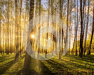Sunrise or sunset in a spring birch grove with young green foliage and grass. Sun rays breaking through the birches