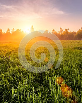 Sunrise or sunset in a spring field with green grass covered with a dew, fog, birch trees and clear bright sky