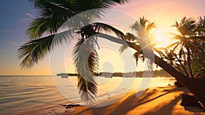 Sunrise or sunset view of Palm tree and beautiful tropical beach seamless loop footage. Never ending video