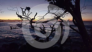 Sunrise and Sunsets - Spectacular silhouette view of trees through to the ocean, Coolangatta Qld Australia